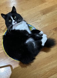 Stitch (Courtesy Posting) - Photo 3