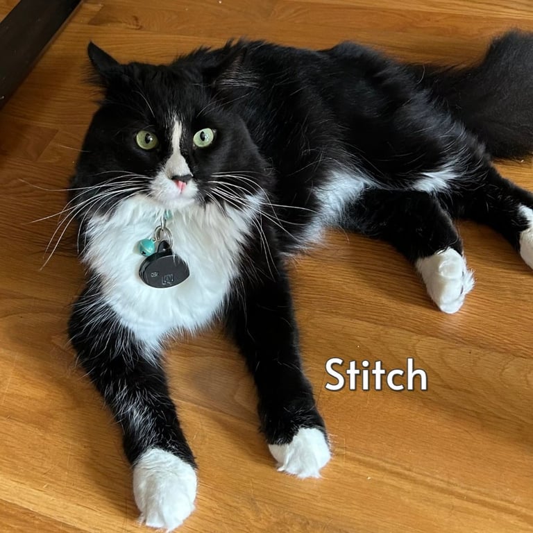 Stitch (Courtesy Posting) Image