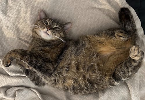 MAISIE - Tabby / Domestic Short Hair available for adoption