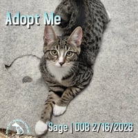 Sage - Photo 1