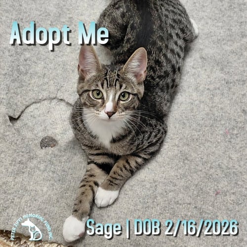 SAGE - Domestic Short Hair / Tabby for adoption in Torrance