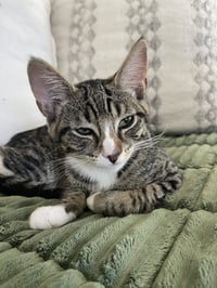 Sage - Photo 2