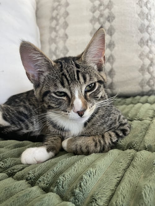 SAGE - Domestic Short Hair / Tabby available for adoption
