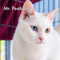 Mr Peabody (Courtesy Posting) - Photo 1