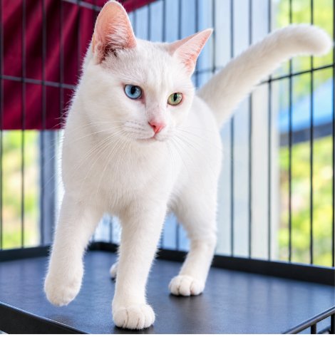 MR PEABODY (COURTESY POSTING) - Domestic Short Hair / American Shorthair available for adoption