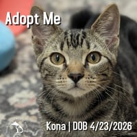 Kona - Photo 1