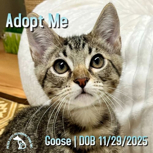 GOOSE