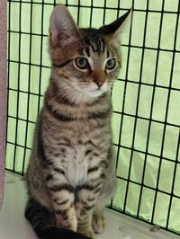 Goose - Photo 2