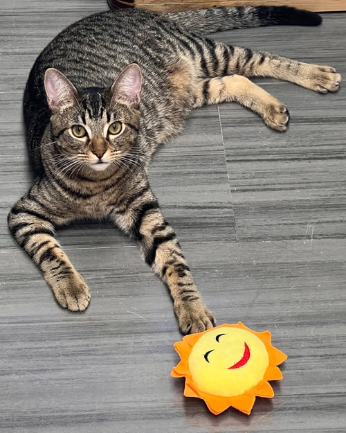 GOOSE - Tabby / Domestic Short Hair available for adoption