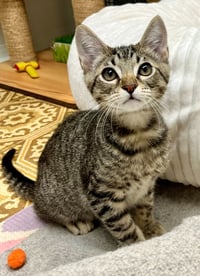 Goose - Photo 4