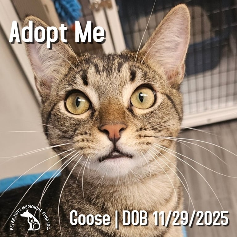 Goose Image