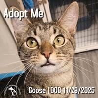 Goose - Photo 1