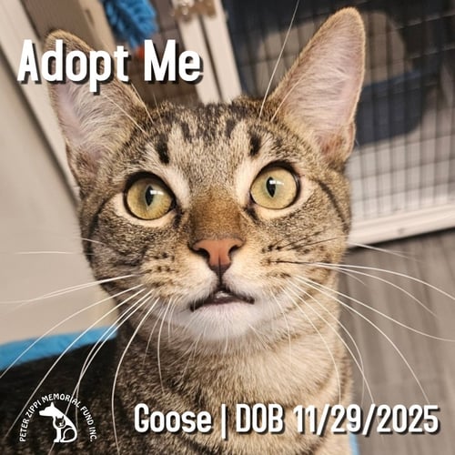 GOOSE - Tabby / Domestic Short Hair for adoption in Torrance