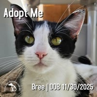 Bree - Photo 1