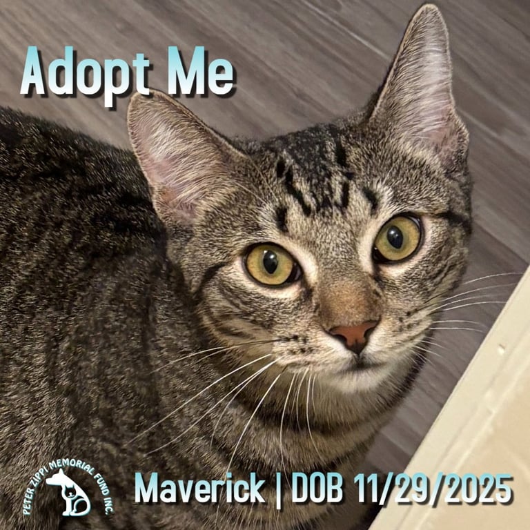 Maverick Image