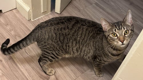 MAVERICK - Tabby / Domestic Short Hair available for adoption