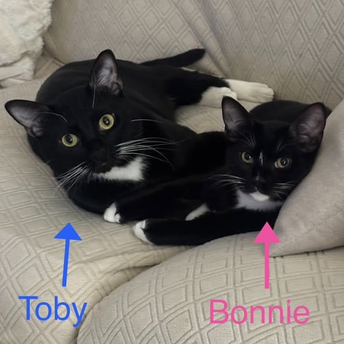TOBY & BONNIE