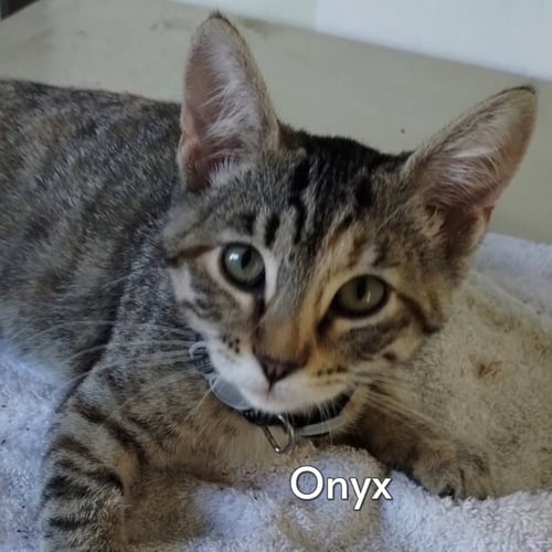 ONYX (COURTESY POSTING)