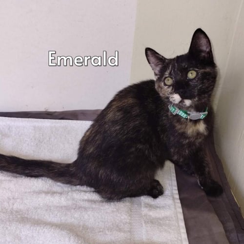 EMERALD (COURTESY POSTING)