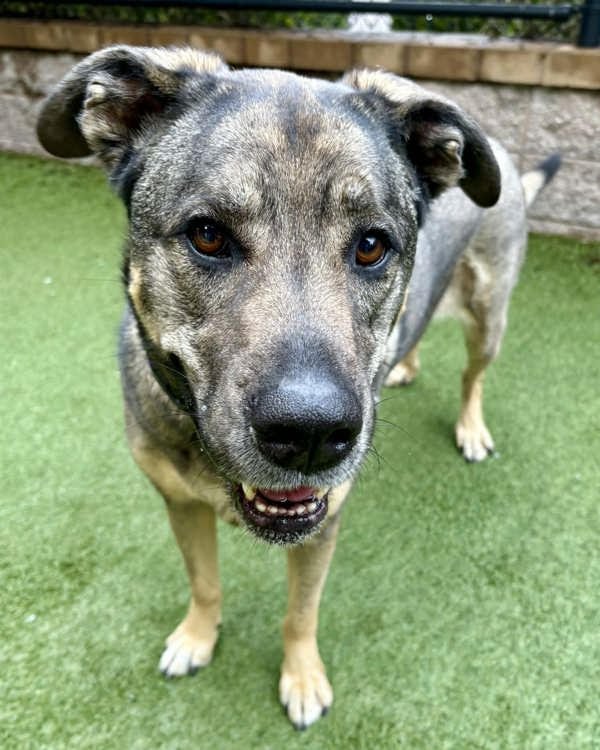 MIA 308611 - German Shepherd Dog / Rottweiler available for adoption