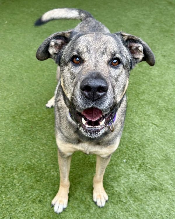 MIA 308611 - German Shepherd Dog / Rottweiler available for adoption