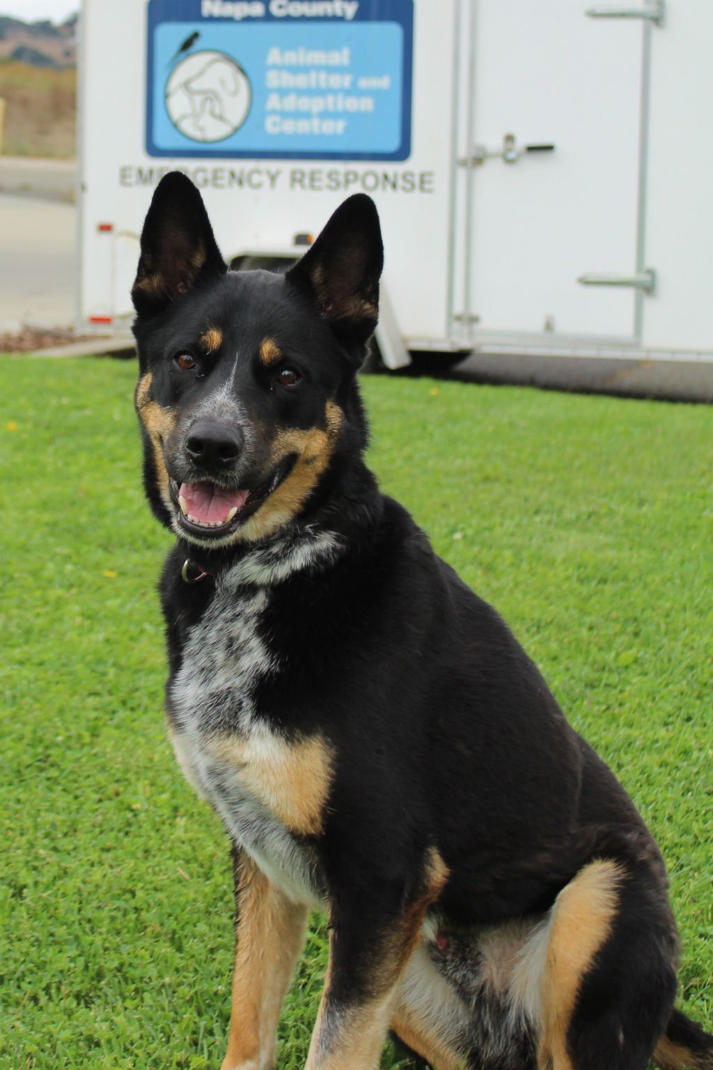 CISCO 50795 - Shepherd / Australian Cattle Dog/Blue Heeler available for adoption