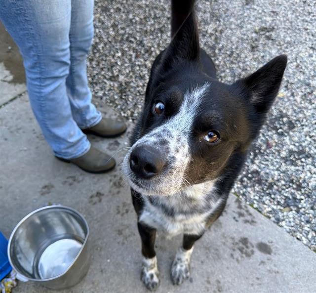 PETE A438513 - Border Collie available for adoption