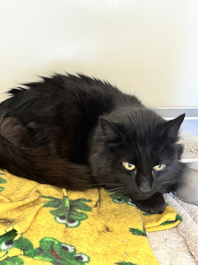 FLASH 51749 - Domestic Long Hair available for adoption