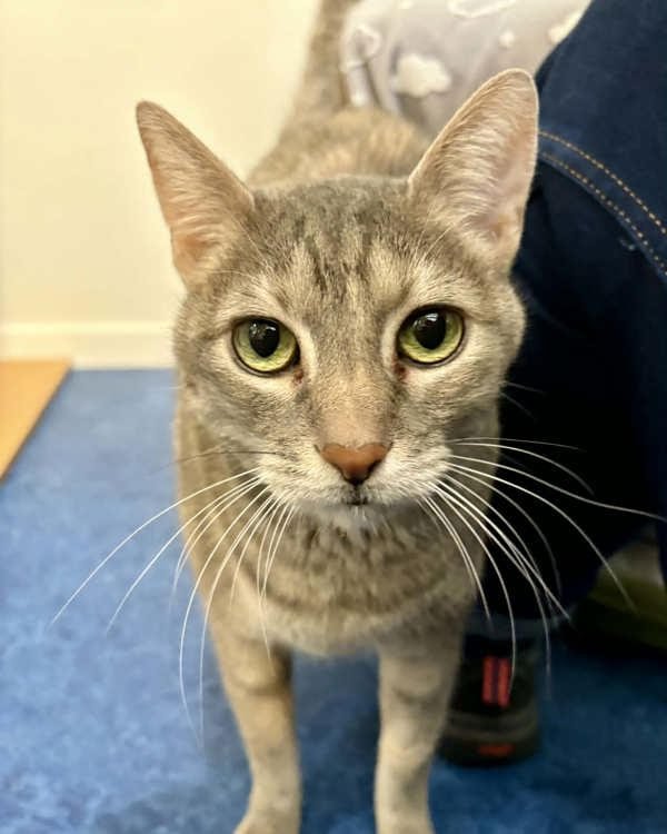 KATZI 195543 - Domestic Short Hair available for adoption