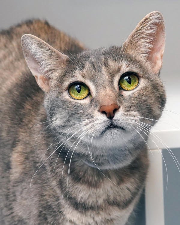 KATZI 195543 - Domestic Short Hair available for adoption