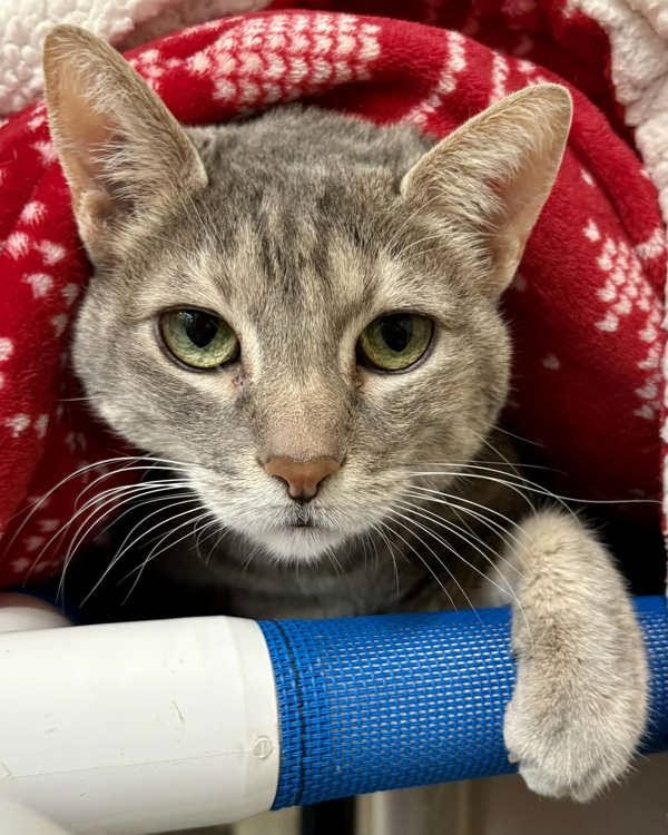 Katzi 195543 - Photo 3