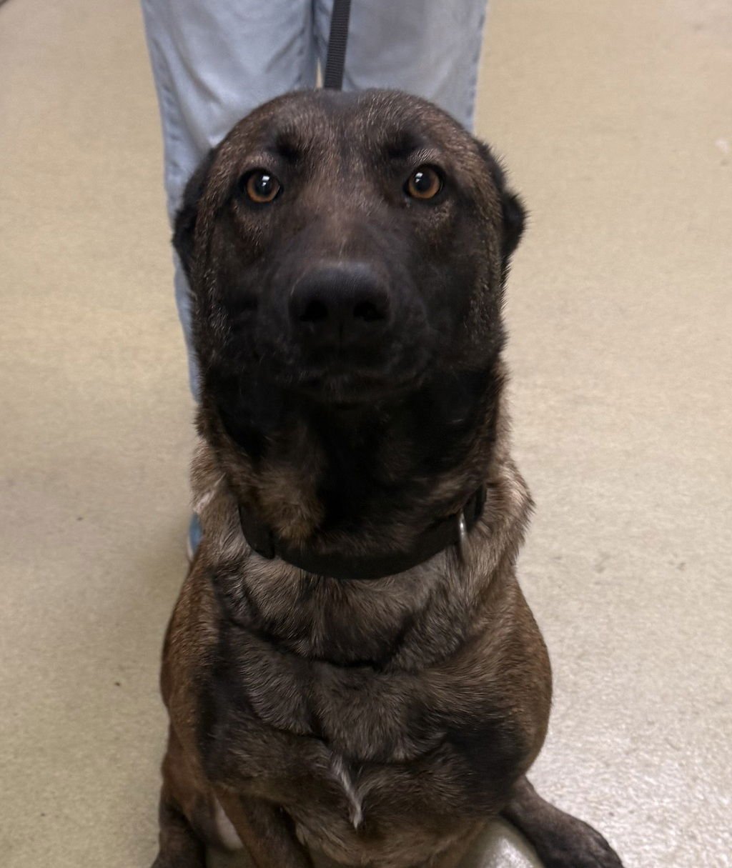 ESTRELLA 51860 - Belgian Shepherd Malinois available for adoption
