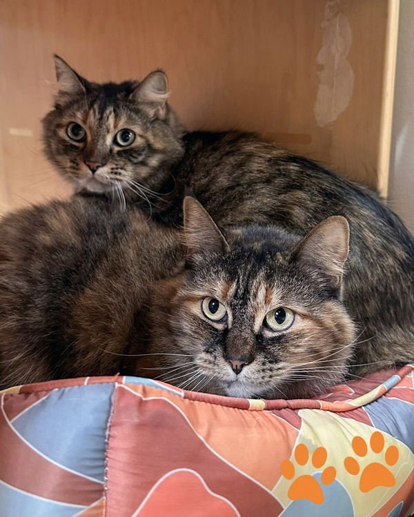 CHLOE 308271 & PANCHA 308272 - Domestic Medium Hair available for adoption