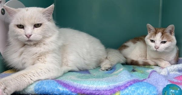 LADY308224 & PEANUT 308228 - Domestic Medium Hair available for adoption