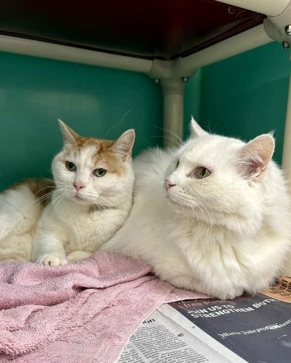 LADY308224 & PEANUT 308228 - Domestic Medium Hair available for adoption