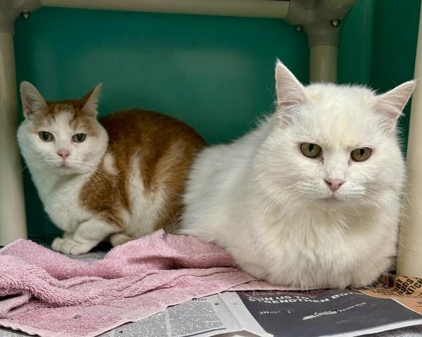 Lady308224 & Peanut 308228 - Photo 3