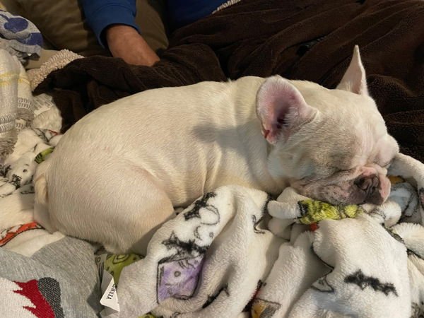 SQUISHMALLOW 304791 - French Bulldog available for adoption