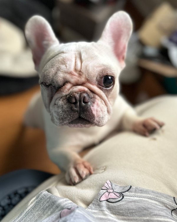 Squishmallow 304791 - Photo 3