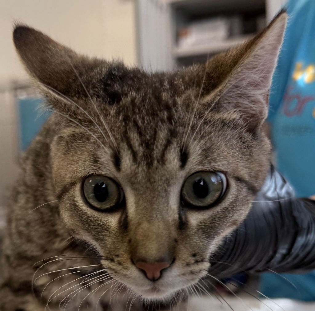 CASANOVA 51088 - Domestic Short Hair available for adoption