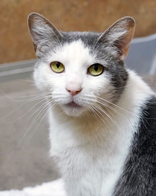 PIP 308138 - Domestic Short Hair available for adoption