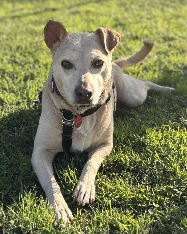 TRACE'S 298416 - Terrier / Labrador Retriever available for adoption