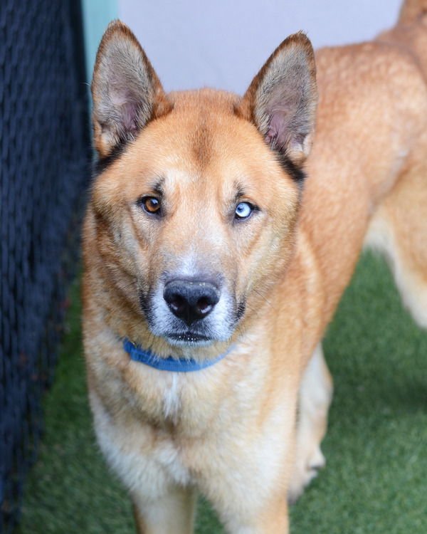 PAYASO 308690 - Siberian Husky / Shepherd available for adoption