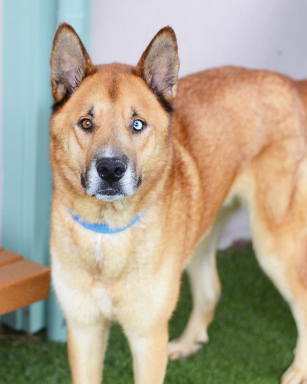 PAYASO 308690 - Siberian Husky / Shepherd available for adoption