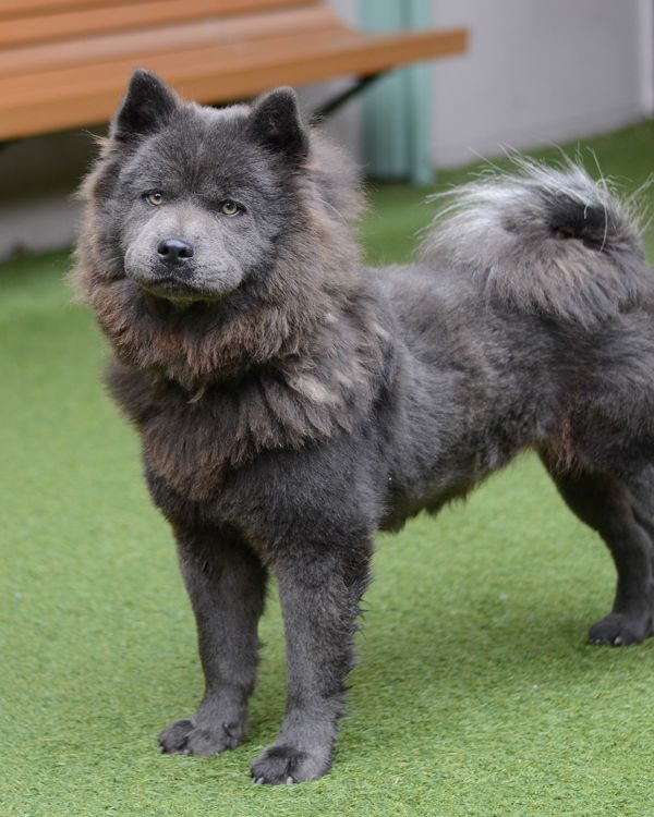 LADY 307805 - Chow Chow available for adoption