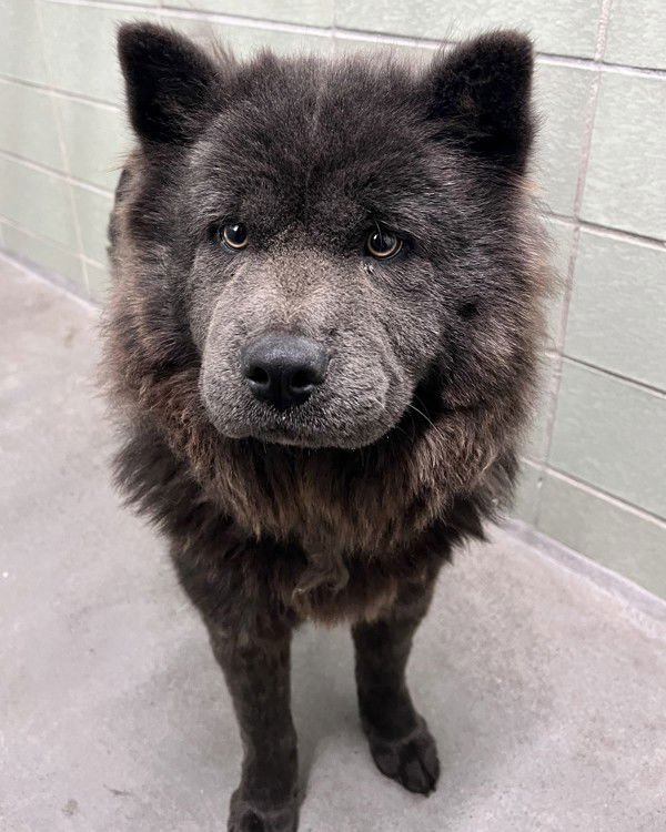 LADY 307805 - Chow Chow available for adoption