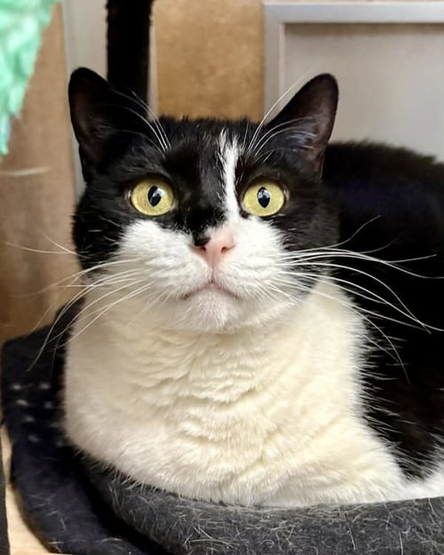 FRIDA 307936 - Domestic Medium Hair for adoption in Vallejo