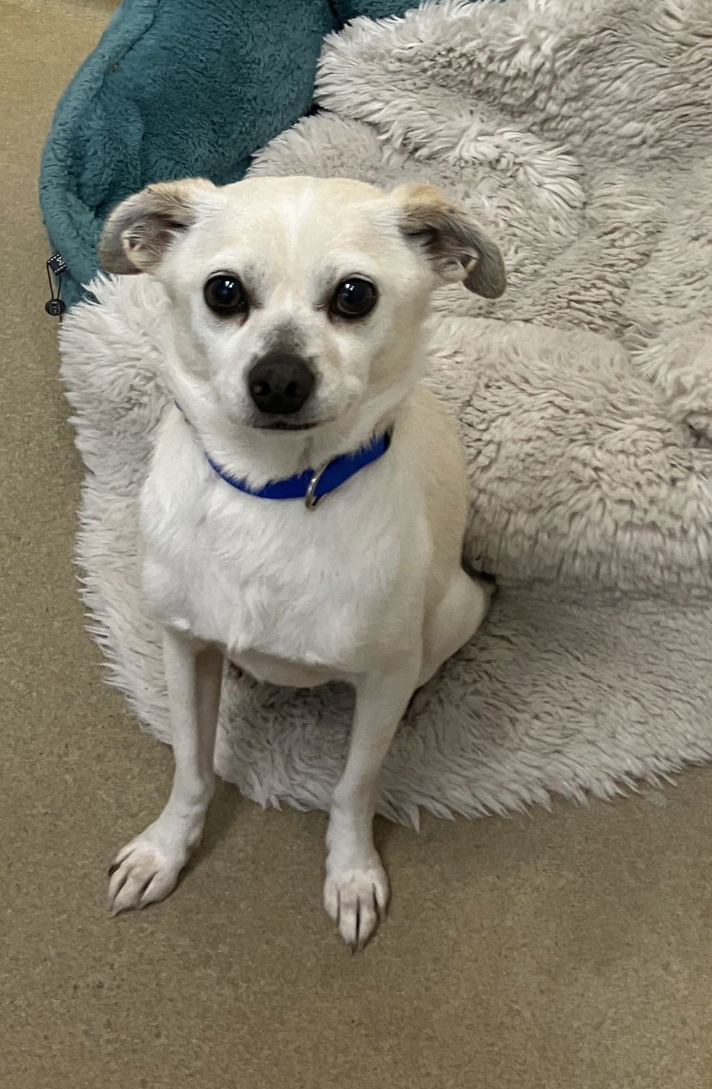 ROCKY 48962 - Chihuahua available for adoption