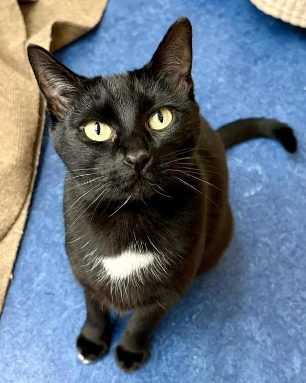 TANYA 306706 - Domestic Short Hair available for adoption