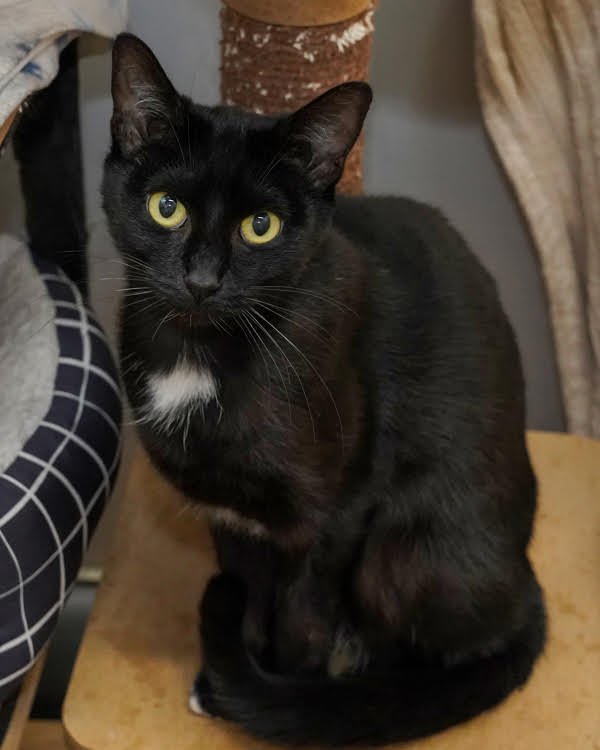 TANYA 306706 - Domestic Short Hair available for adoption