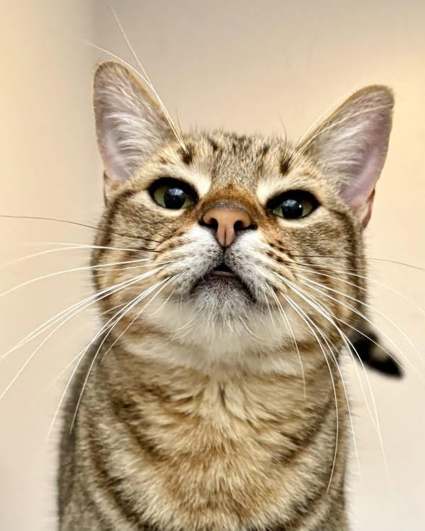 MABLE 308171 - Domestic Short Hair available for adoption